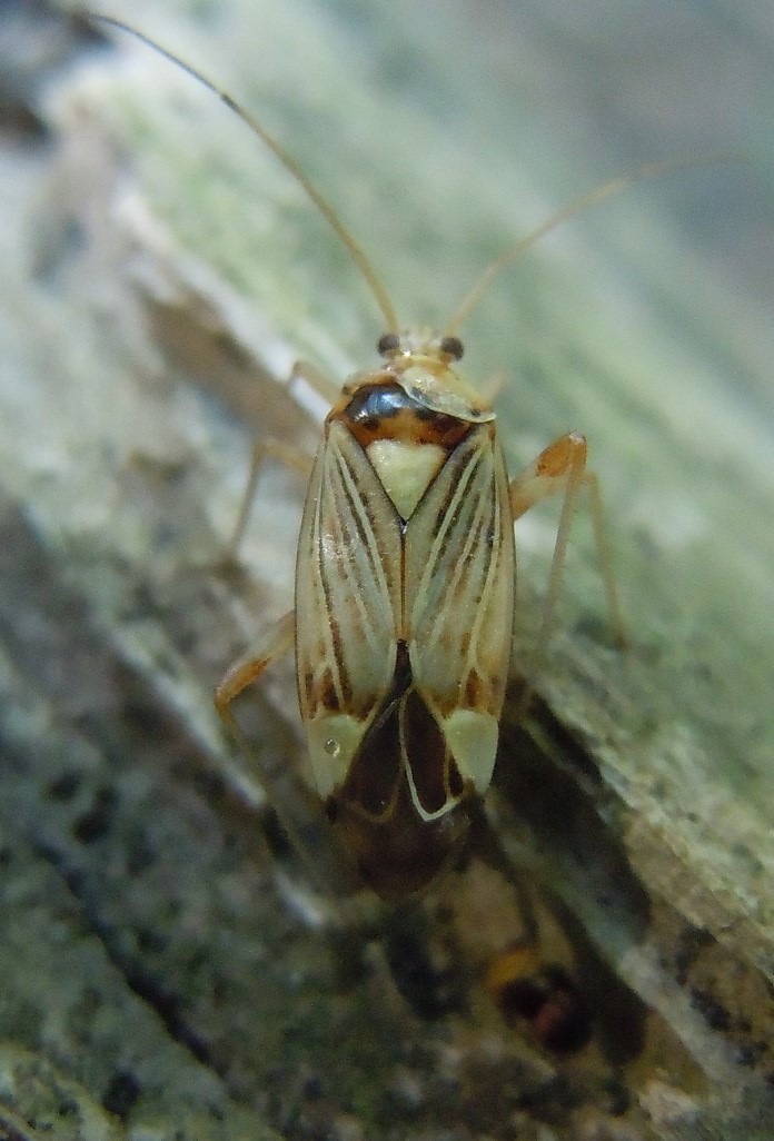 Miridae: Rhabdomiris striatellus